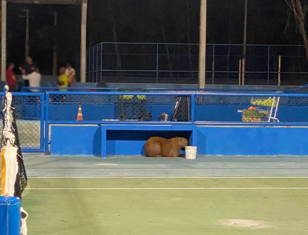 Capivara é resgatada em quadra de tênis na Orla da Atalaia em Aracaju