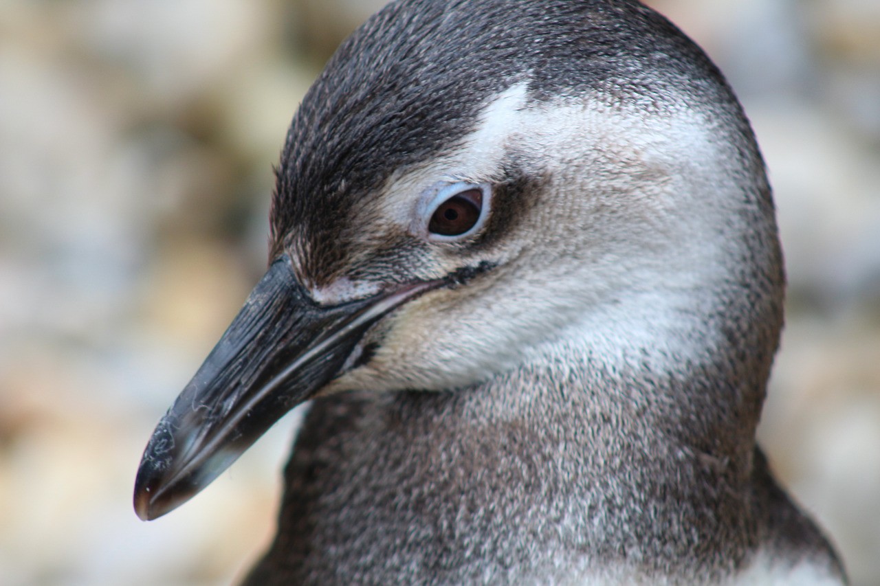 Pecuarista é condenado a 3 anos de prisão por matar mais de 100 pinguins na Argentina